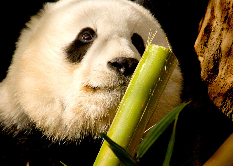 San%20Diego%20Zoo23-L.jpg