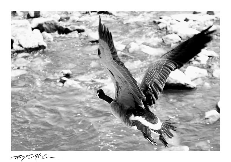 Goose.jpg