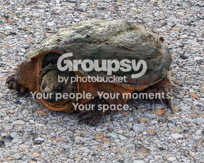 Turtle-snapping-2515-.jpg