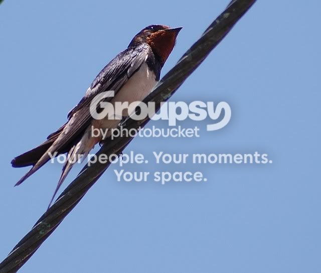 birdy5.jpg