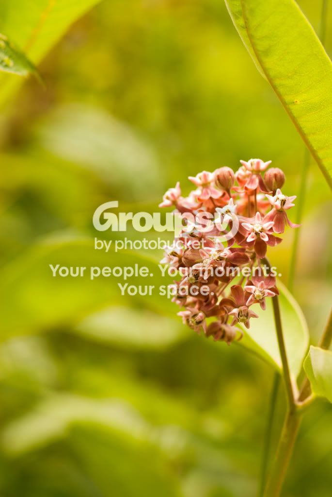 flowerrrrrrrrrr.jpg