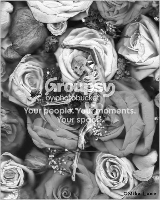 bwwrosePROOF_Vga.jpg