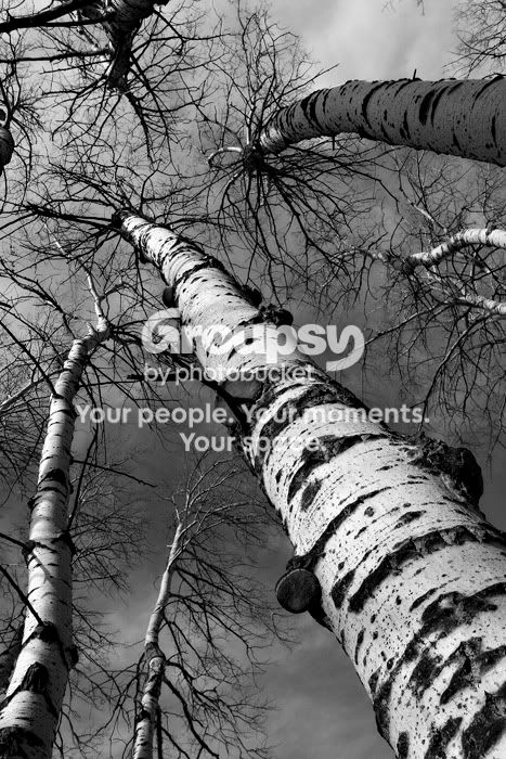 birch.jpg