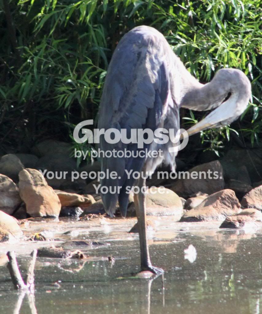 Heron2.jpg