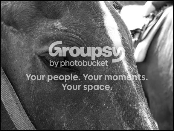 horse.jpg