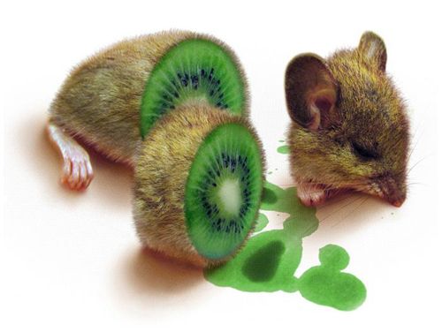 kiwi.jpg
