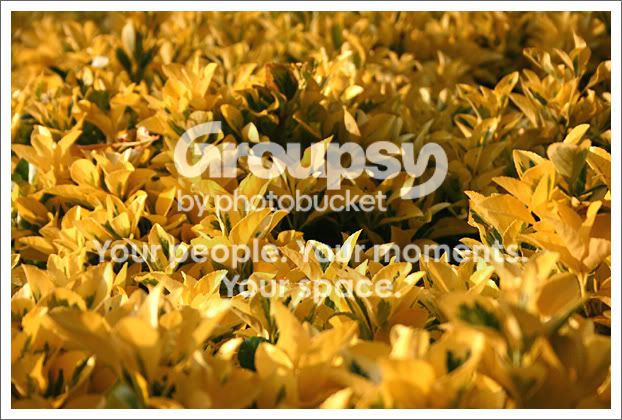 yellowflowerswith300d.jpg