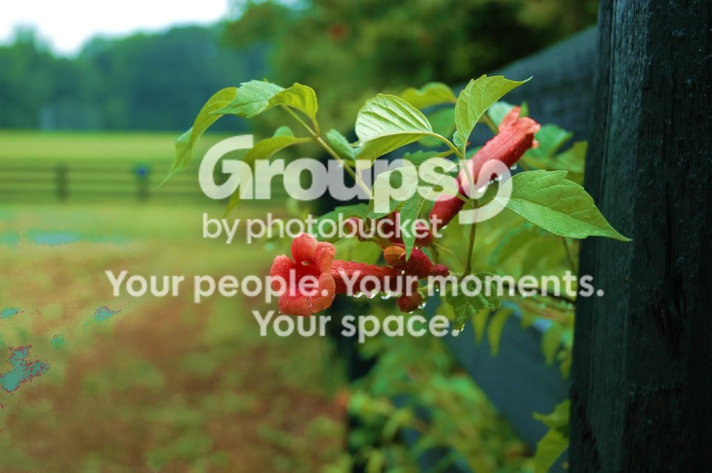 flowermessup.jpg