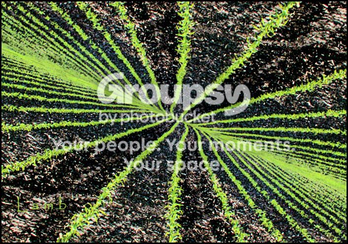 cornrowsjpg.jpg