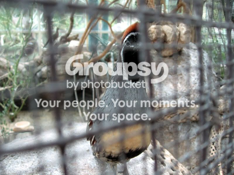 Quail2.jpg