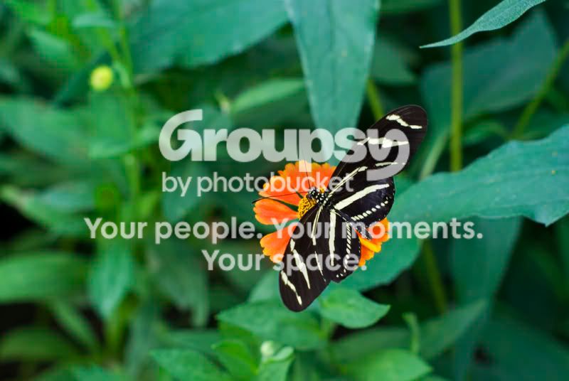 butterfly.jpg
