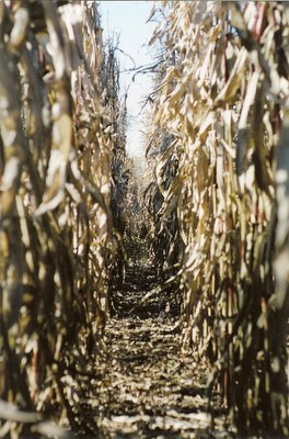 corn%20rows.jpg