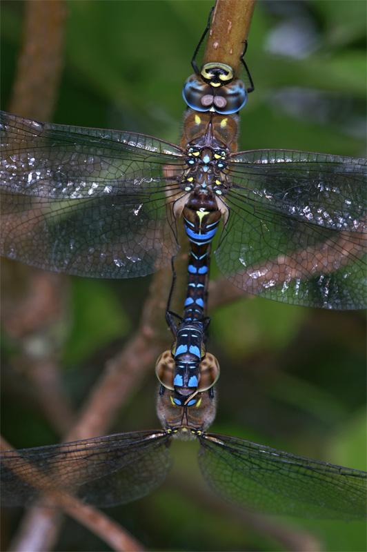 dragonfly.jpg