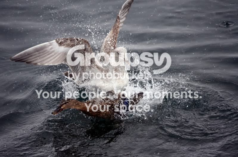 bird21.jpg