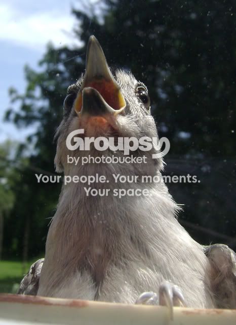 bird022.jpg