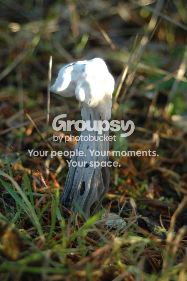 Mushroom-TestOne-Nov23-08JPG.jpg