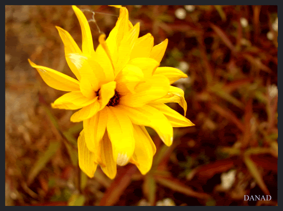 yellow-spark-.gif