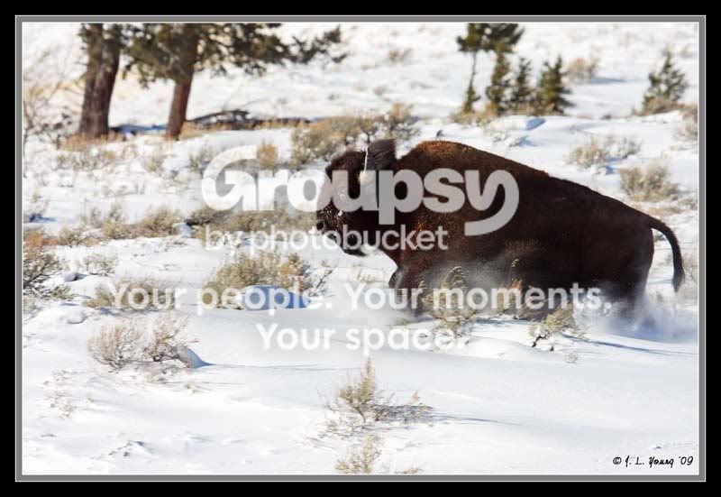 Bisonontherun2.jpg
