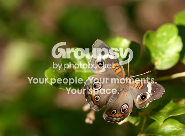 ButterflyMacro.jpg