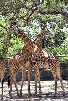 zoo301.jpg