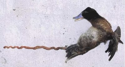 duckpenis.jpg