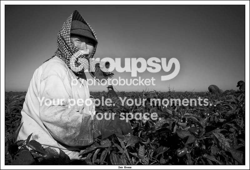 PEPPER_HARVEST_06.jpg