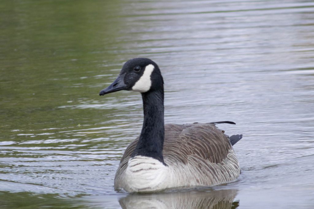 goose-in-water_zpsuleiknnp.jpg