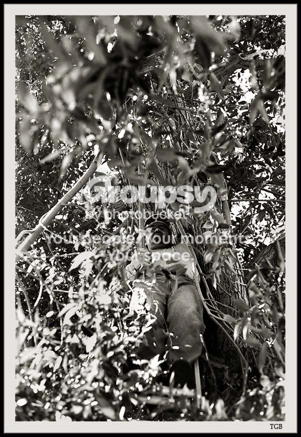 dadintreeframed3.jpg