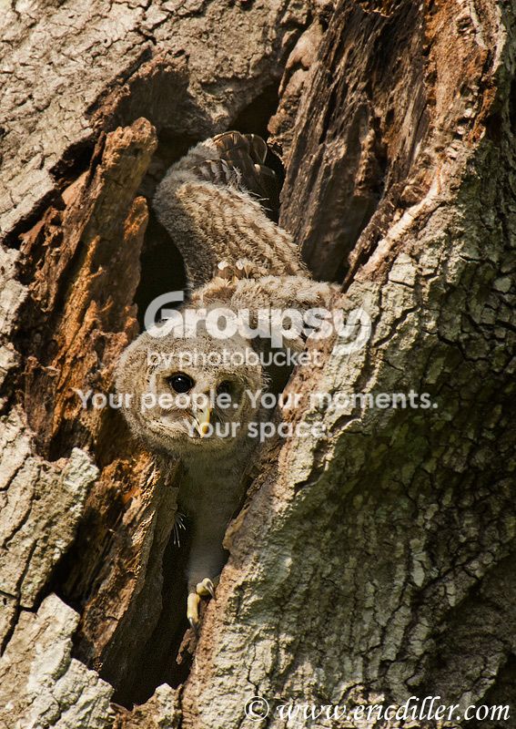 _ECD4388-copy800.jpg