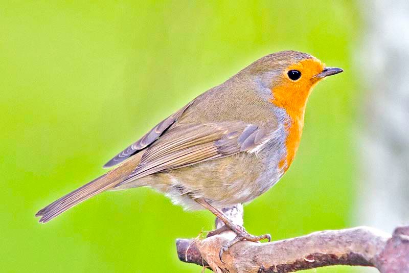 Garden-113-Robinperched.jpg
