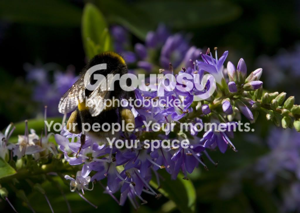 Bee1.jpg
