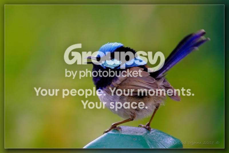 e-mailbluewren.jpg
