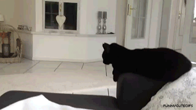 tumblr_mayrfeYqAi1r9pkjio1_400.gif
