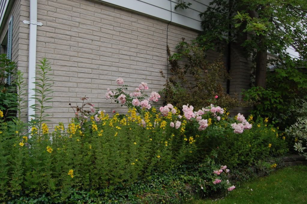 DSC_0007.jpg