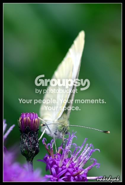 butterfly.jpg