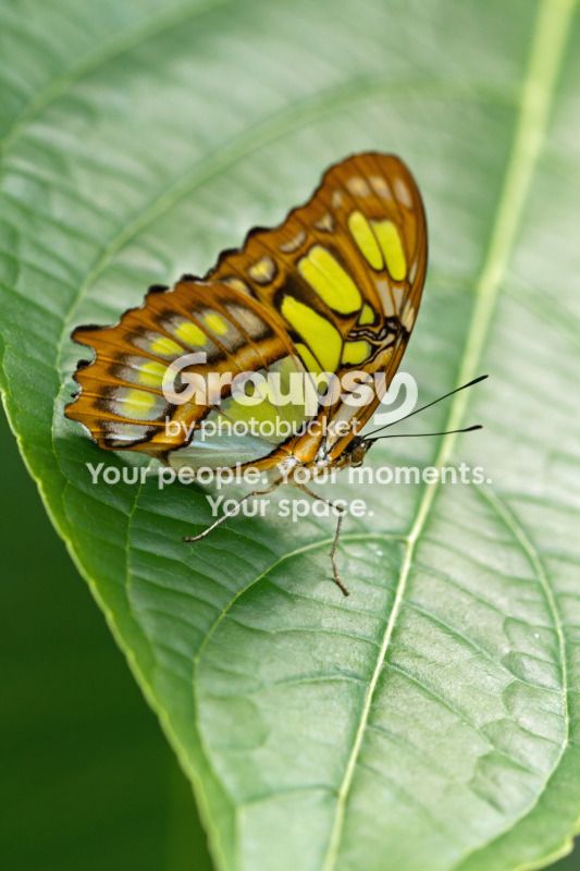 Butterfly1.jpg