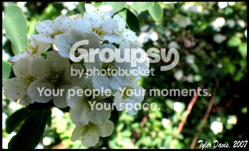 flower2.jpg