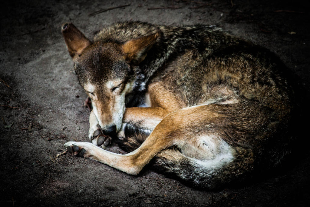 sleep_beast_by_er111a-d66zogh.jpg