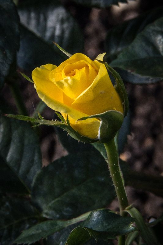 AuumntRose-2.jpg