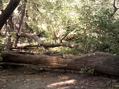 4847719138_7bcefcc2cb_m.jpg