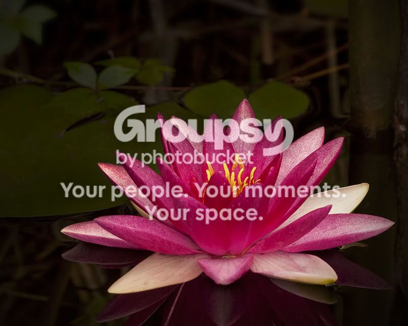 lotusflower2.jpg