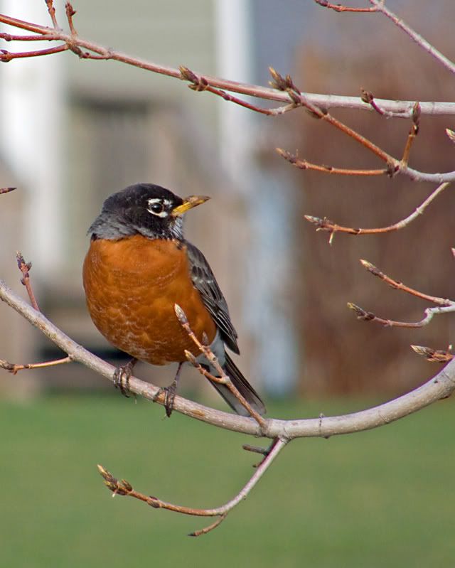 robin2.jpg