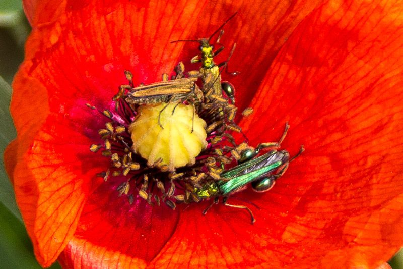 bugs-1.jpg
