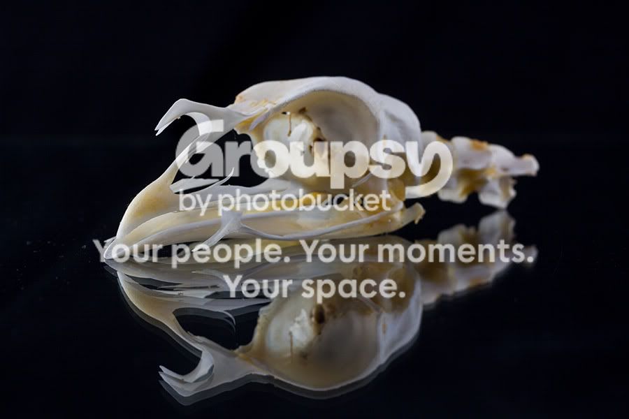 skull.jpg