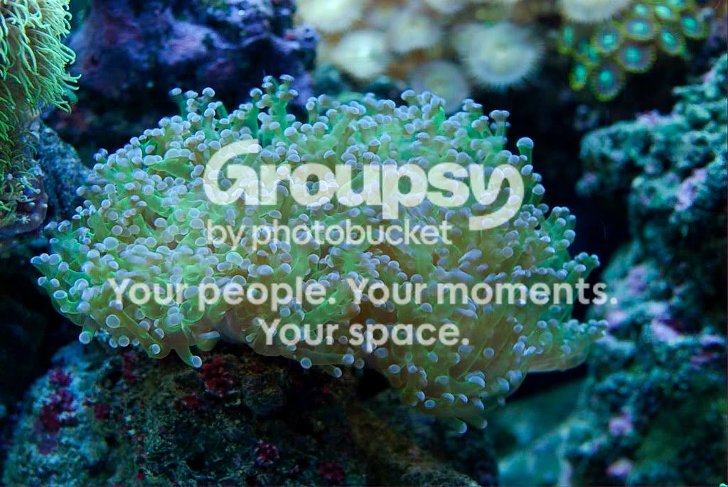 Frogspawn.jpg