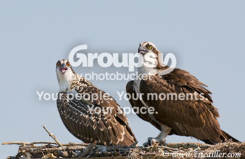 _ECD9429-copy800.jpg