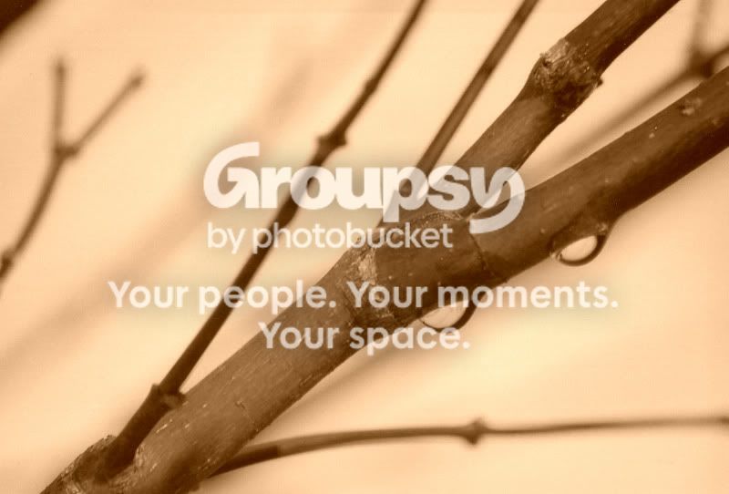 waterdropletsontreebranchBW.jpg