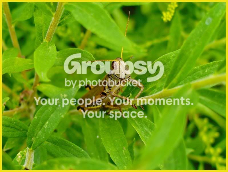 Grasshopperonstalk.jpg