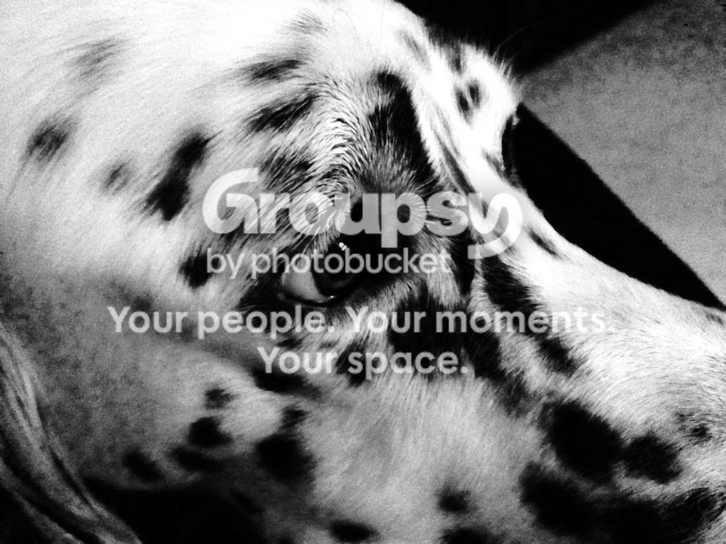 Koltcuddlin_zps97e2b8c8.jpg