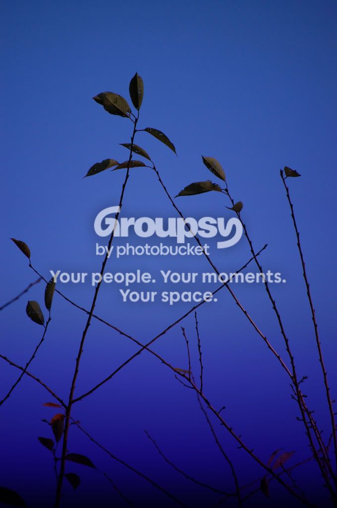 branches.jpg